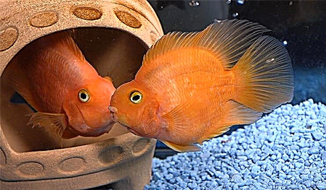 I-Parrot fish: izinhlanzi ezinhle nezingenakuzithoba