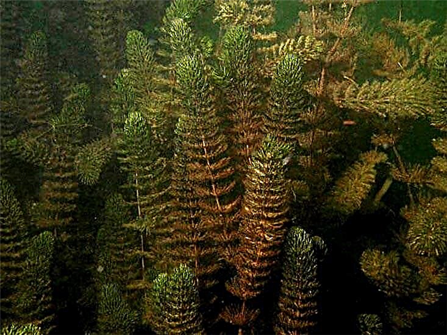 Hornwort tenebris viridi - a ventus a plant aquarists