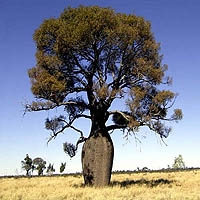 Şüşə ağacı