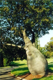 ბოთლის ხე