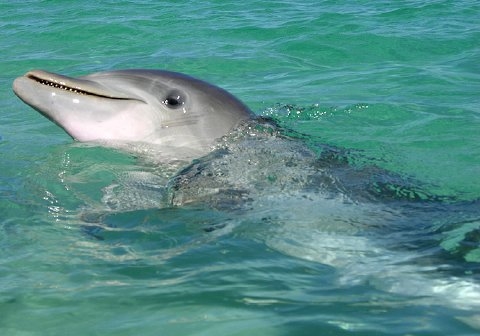 Dolphin helehelena keʻokeʻo