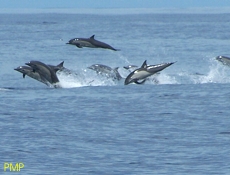 Delfin b'wiċċ abjad