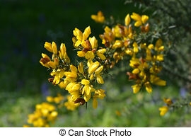 Gorse Panyòl