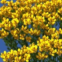 Gorse ແອສປາໂຍນ