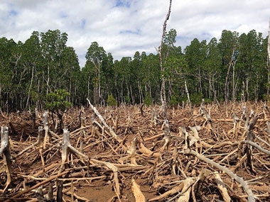 ფოთლოვანი ტყეების ეკოლოგიური პრობლემები