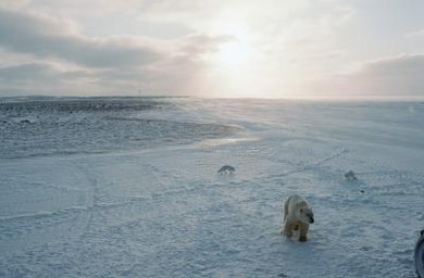 Ëmweltproblemer vun der Tundra