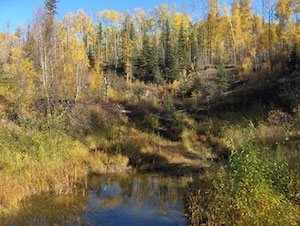 Nā pilikia kaiaola o ka taiga