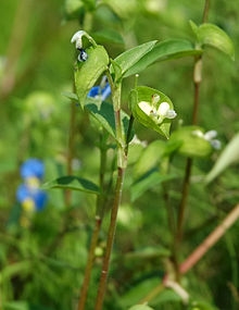 Planzökologie