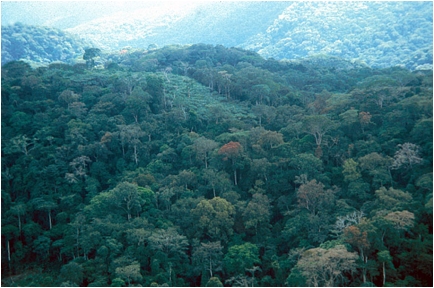 Bosques ecuatoriais de África