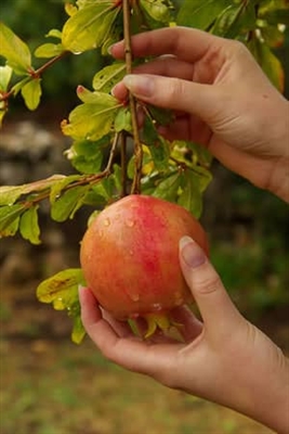 Pomegranate coitianta