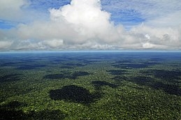 Zonat klimatike të pyjeve