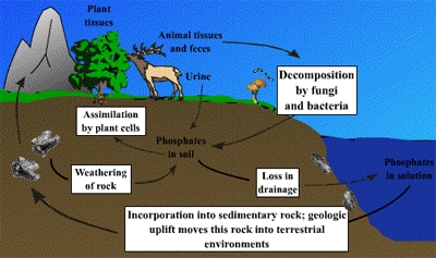 La fosfora ciklo en naturo