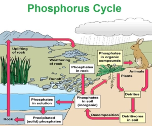 Байгаль дахь фосфорын мөчлөг