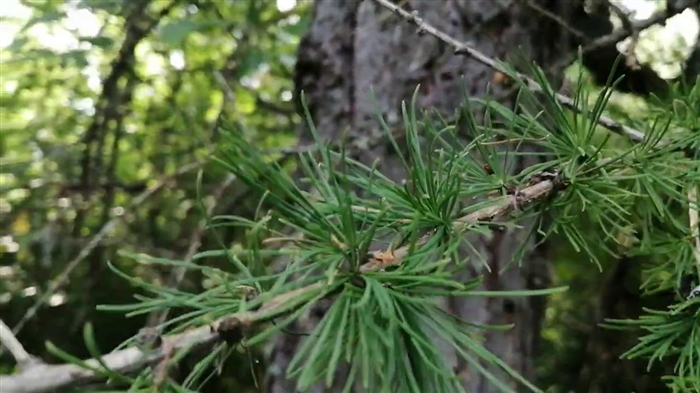 Larch Ольгинский