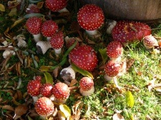 Pineal fly agaric