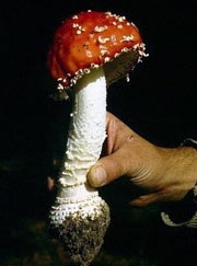 He pineic fly agaric
