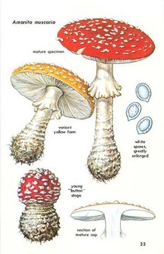 Fly agaric pineal