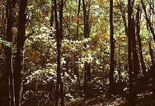 Listopadno šumsko tlo