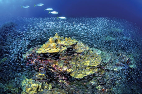 Okeanlarning mineral resurslari