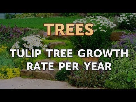 Стапка на раст на дрвото