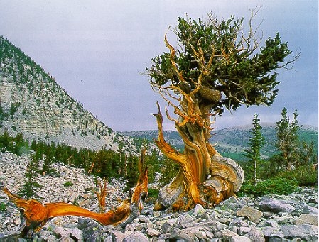 Најстарото дрво на земјата