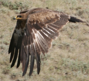 Steppe harrier