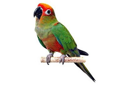 Papagaji Aratinga (Aratinga)