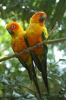 Parrots Aratinga (Aratinga)