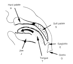 Awọn ẹya ti ipoidojuko ronu ti awọn ologbo