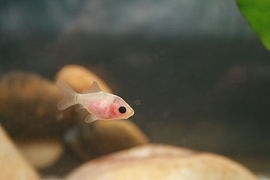 Goldfish sa aquarium sa balay