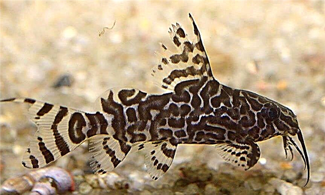 Муурын загас өөрчлөгдөж байна (Synodontis nigriventris)