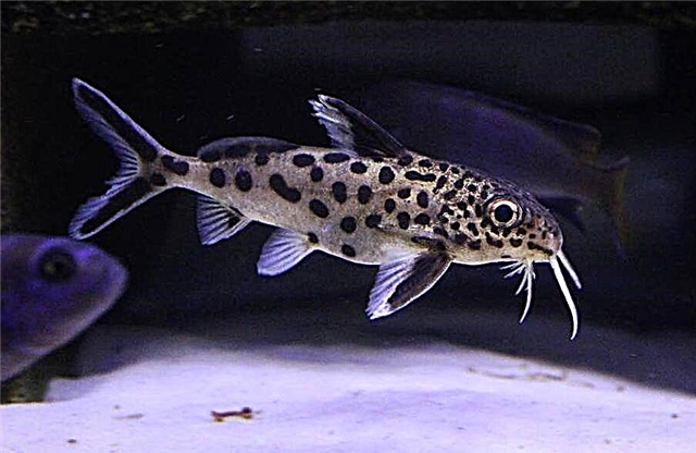 I-Cuckoo catfish noma i-synodontis enamabala amaningi