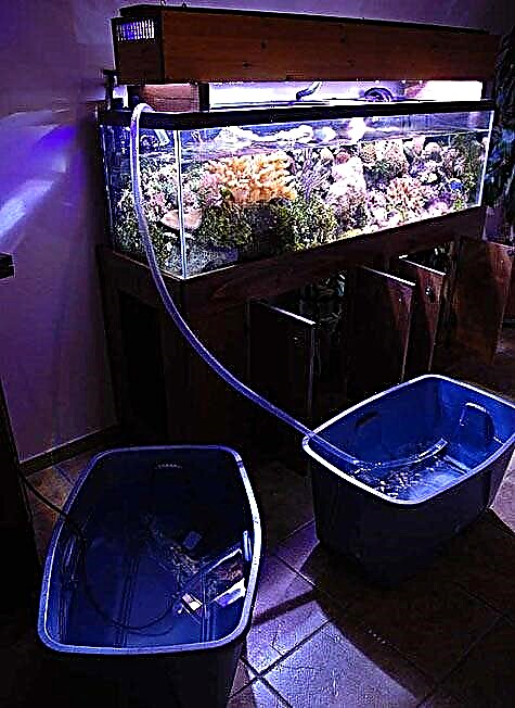 Колку често ја менувам водата во мојот аквариум?