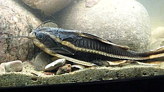 Catfish platidoras striped (Platydoras armatulus)