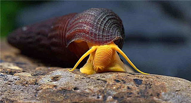 Tilomelaniya snail nga bisita gikan sa isla sa Sulawesi