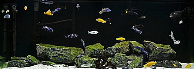 Главните видови на аквариуми