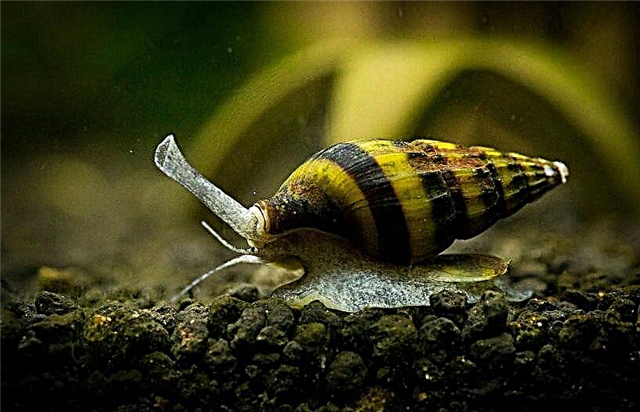 Helena snail - lelei pe leaga?
