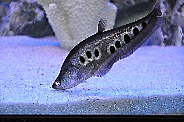 Thikë indiane - peshk akuariumi