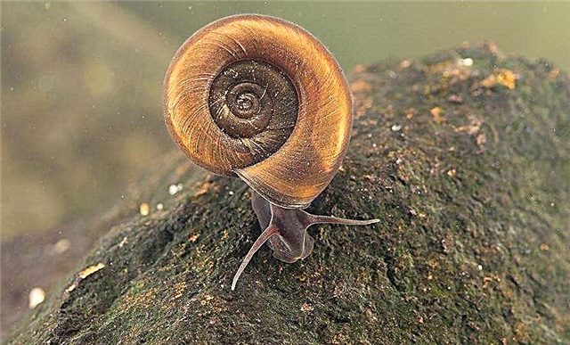 Snail coil sa aquarium