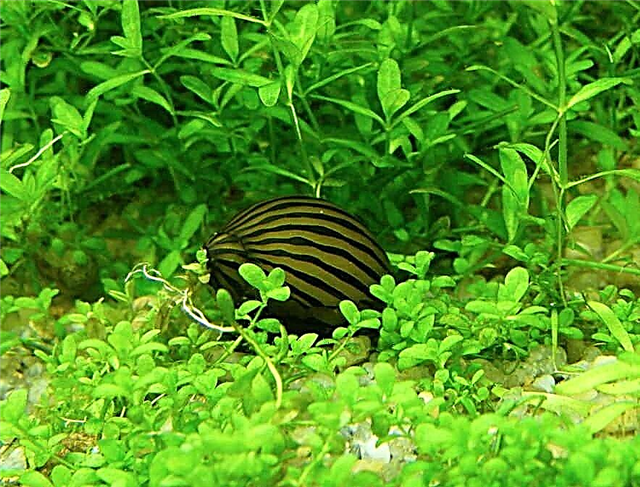 Neretina snail - katahum ug kaputli sa aquarium