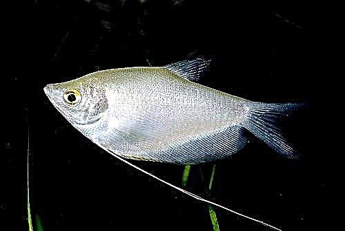 Moon gourami (Trichogaster microlepis)