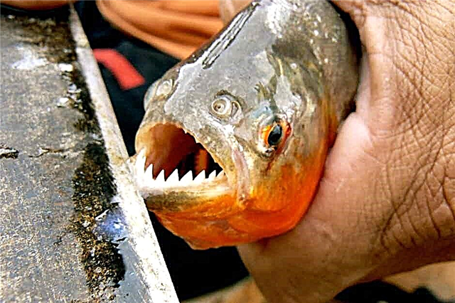 Aquarium piranha: a lenda do Amazonas no acuario