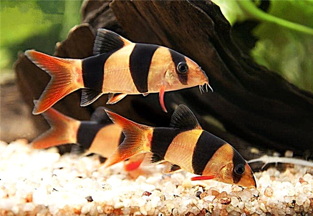 I-Botia clownfish (iChromobotia macracanthus)
