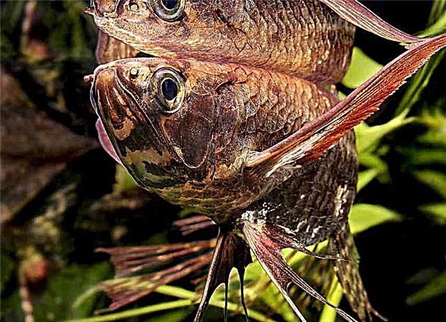 Аквариумска риба од пеперутка - пантодон