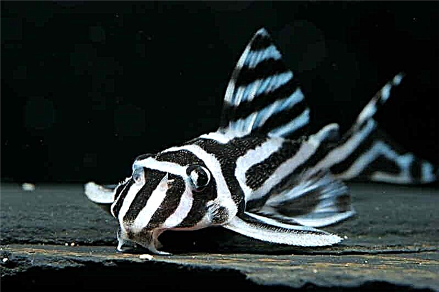 Hypancistrus Zebra L046 - catfish wedi'u rhifo