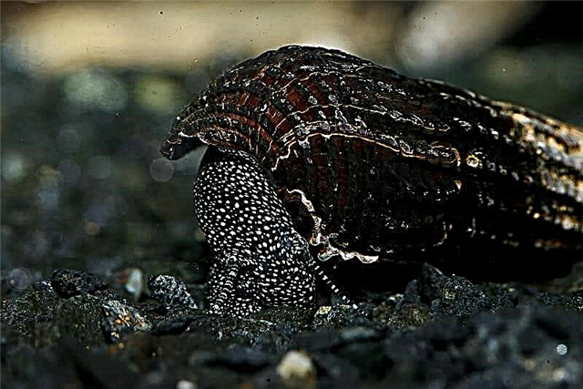 Snails na akwarium: uru na ọghọm, nkọwa nke ụdị