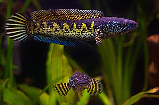 10 ماهی آکواریومی غیرمعمول که شاید نام آنها را نشنیده باشید