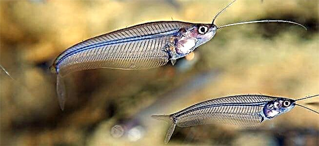 Khalase ea Indian Catfish (Kryptopterus bicirrhis)