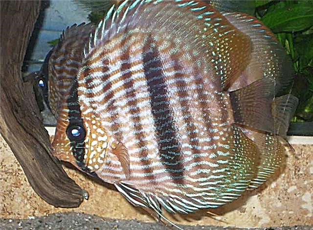 Sædýrasafn fiskabúrs (Symphysodon)