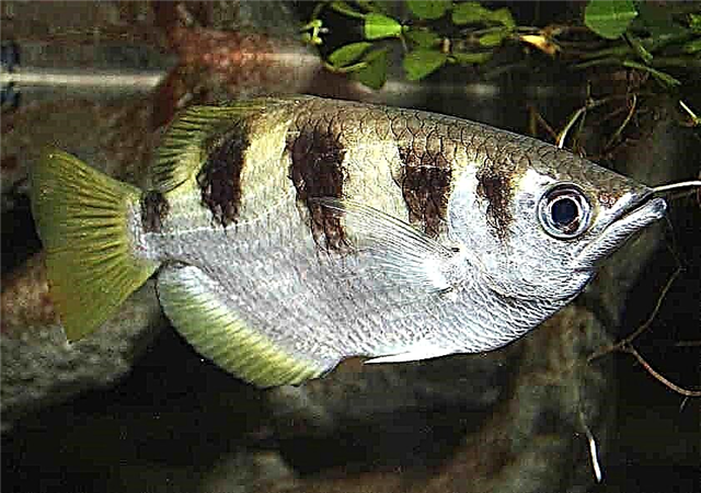 Սփրեյ ձուկ (Toxotes jaculatrix)